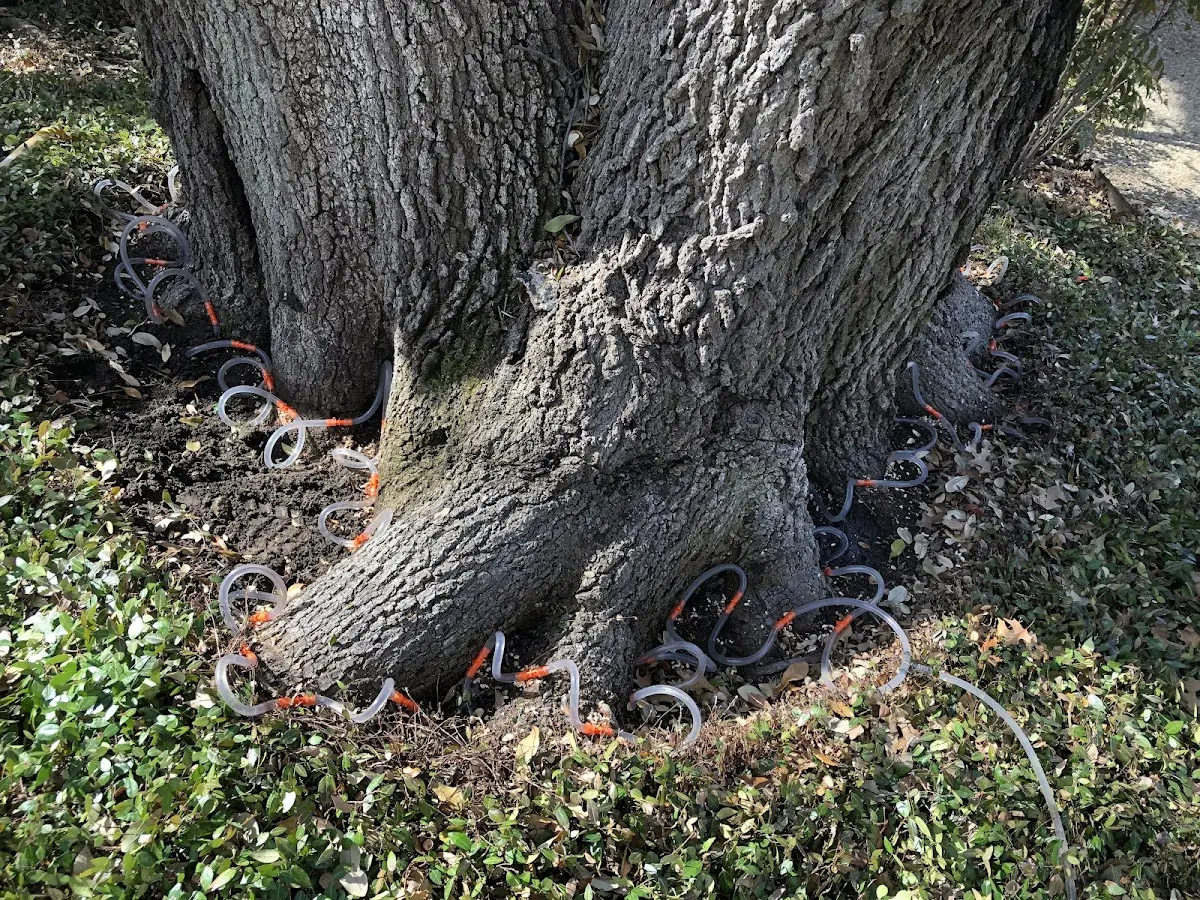 Detailed Tree Cabling and Bracing job site in Traer