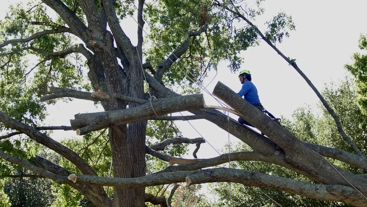 Professional Hazardous Tree Removal performed by certified arborists in Traer